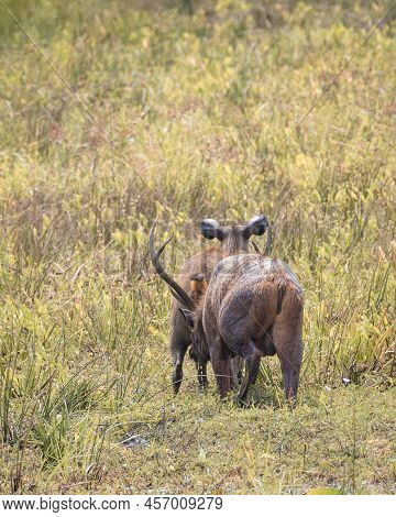 Male Sambar Deer Smell And Drink The Female Sambar's Piss In An Open Grass Field At Yala National Pa