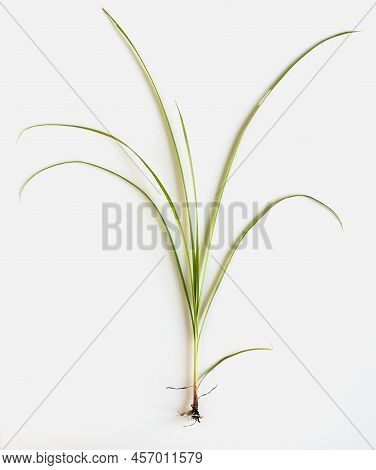 Yellow Nutsedge Weed With Roots Isolated On White