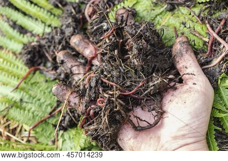 Breeding Red Worms Dendrobena. Fertile Soil. Natural Soil Improvement. Fishing Worms