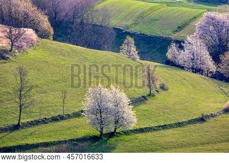 Spring Rural Landscape Motif. Flowering Fruit Trees, Fields And Grassy Meadows In The Hilly Countrys