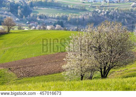 Spring Rural Landscape With Flowering Fruit Trees. The Hrinova Village In Slovakia, Europe