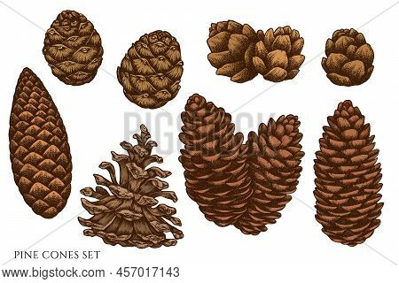 Mysterious Forest Hand Drawn Vector Illustrations Collection. Colored Pine Cones. High Detailed Imag