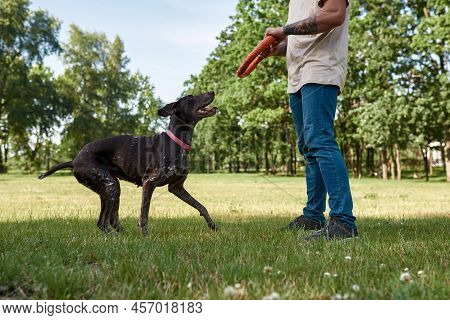 Cropped Man Training His Kurzhaar Dog Catching Rubber Ring On Green Meadow In Park. Concept Of Relat
