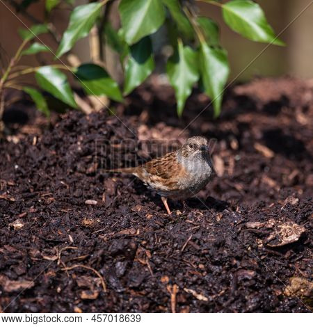 Beautiful Vibrant Image Of Wren Bird Troglodytes Aedon In Spring Woodland Landscape Setting
