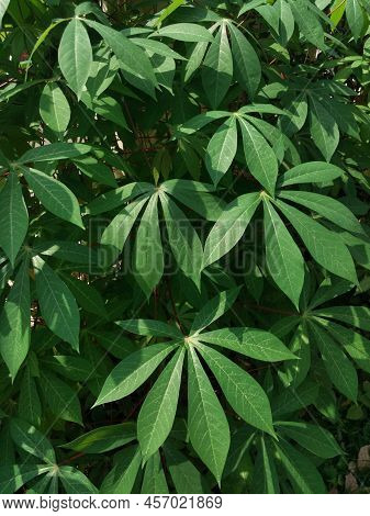 Cassava Leaves, Which In Asia Are Usually Processed Into Food, Raw Or Cooked
