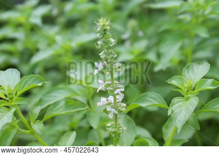 Hairy Basil Are Growing And Green Leaf