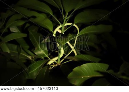 Oriental Whipsnake On The Tree At Night And Blur