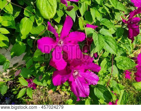 Purple Clematis Flowersmany Bloom Pink Clematis Flower In Garden. Flowers Of Clematis Over Green Bac