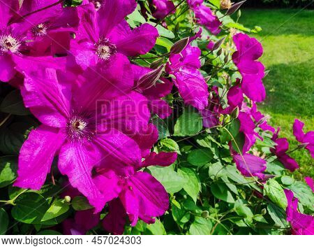Purple Clematis Flowersmany Bloom Pink Clematis Flower In Garden. Flowers Of Clematis Over Green Bac