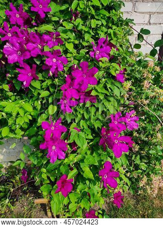 Purple Clematis Flowersmany Bloom Pink Clematis Flower In Garden. Flowers Of Clematis Over Green Bac