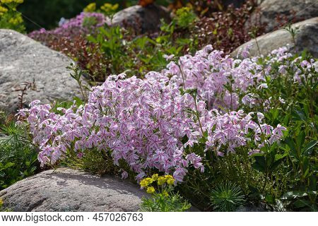 Pale Pink Flowers Phlox Subulate In A Small Rockery