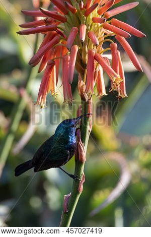 The Palestine Sunbird (cinnyris Osea), Male, Feeding On Red Flowers, Israel. Male Palestinian Sunflo