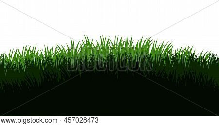 Grass. Nature Rural Landscape. Pasture Overgrown. Overgrown Dense Lawn. Isolated On White Background