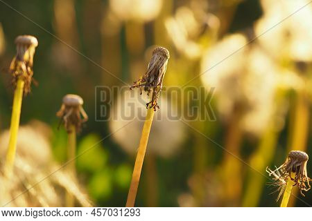 Seedless Dandelion. Heads Of Plant With Flown Seeds In Rays Of Sunset. Beautiful Illustration About 