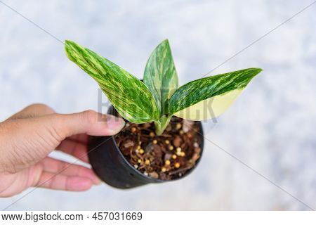 Monstera Standleyana Aurea Variegated In The Pot