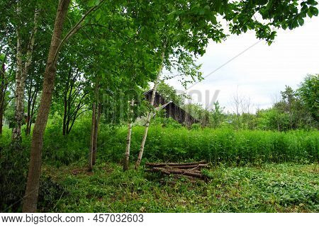 Rustic Landscape. Firewood.felled Trees In A Clearing. Stacked Firewood. Rustic Motifs. Work In The 