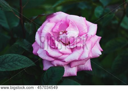 Rosa Eliza Kordes 2004, Pink Rose In The Garden