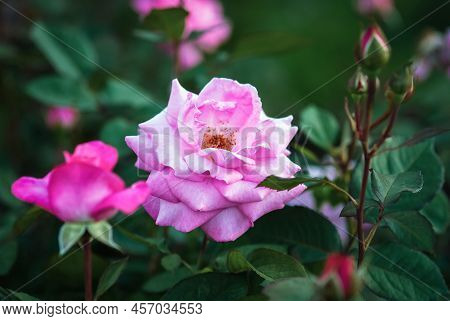 Rosa Eliza Kordes 2004, Pink Garden Roses In Rosarium