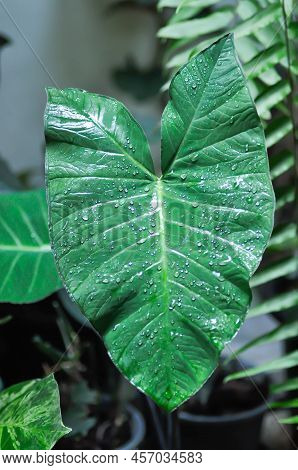 Xanthosoma Sagittifolium, Malanga Or Xanthosoma Or Colocasia Plant