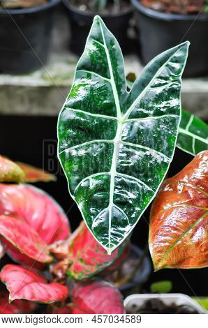 Alocasia Longiloba Or Colocasia Black Satun , Black Satun Or Colocasia Plant