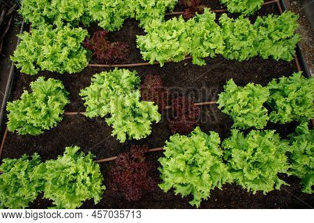 Green And Red Lettuce Salad Leaves In Garden Bed. Cultivation And Harvesting Organic Vegetables.