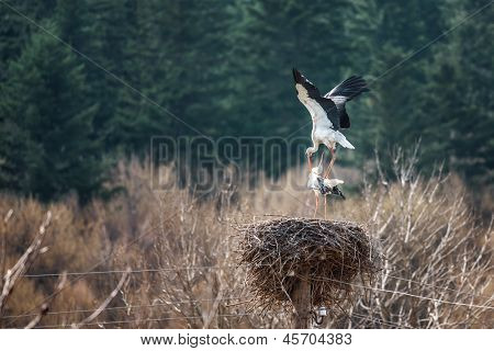 twee ooievaar op nest close-up