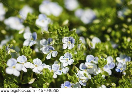 Veronica Pale Blue Flowers On Sunny Meadow, Nature Background