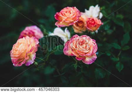 Rosa Gartenspass, Kordes 2001, Red Yellow Floribunda Roses Flowering In The Garden