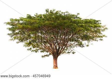 Isolated Chamchuri Tree Single On White Background