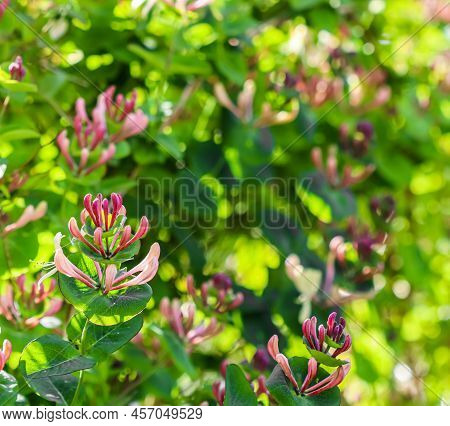 Pink Honeysuckle Buds And Flowers In A Sunny Garden. Lonicera Etrusca Santi Caprifolium,  Woodbine I