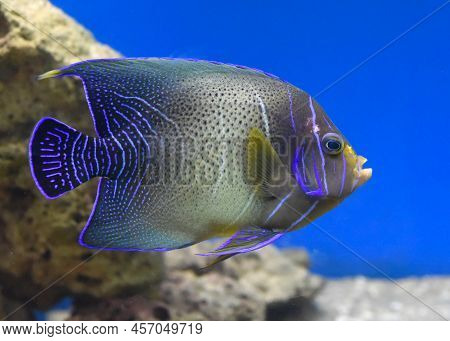 Pomacanthus Semicirculatus, The Semicircled Angelfish Underwater Close Up