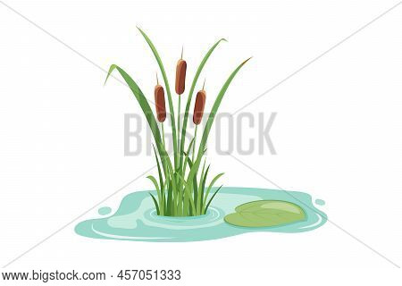 Lake Reeds In The Water. Vector Illustration Of Marsh Vegetation Isolated On White Background.