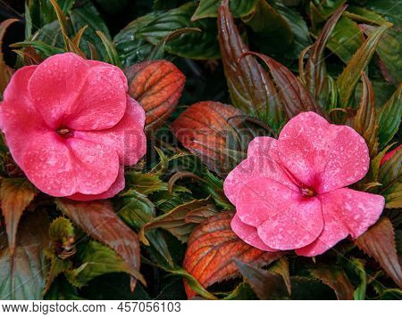Impatiens Balsamina Balsam, Garden Balsam, Rose Balsam, Touch Me Not, Spotted Snapweed With A Natura