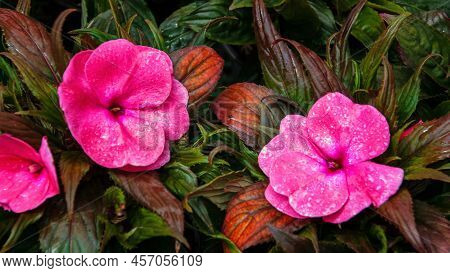 Impatiens Balsamina Balsam, Garden Balsam, Rose Balsam, Touch Me Not, Spotted Snapweed With A Natura