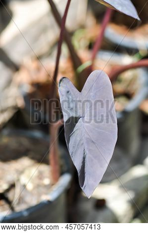 Colocasia Black Magic, Colocasia Esculenta Schott Or Black Magic Or Araceae Or Black Elephant Ears P