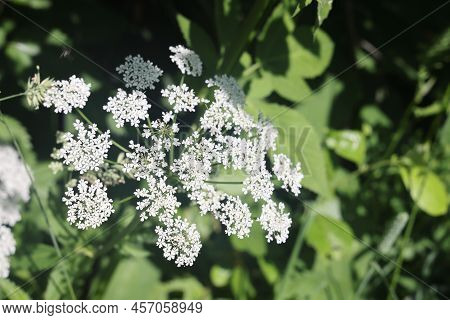 Common Goatweed, Aegopodium Podagraria, Is An Herbaceous Umbrella Plant Used As Food In Salads. View