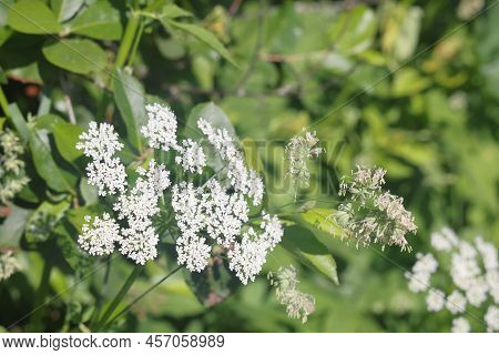 Common Goatweed, Aegopodium Podagraria, Is An Herbaceous Umbrella Plant Used As Food In Salads. View