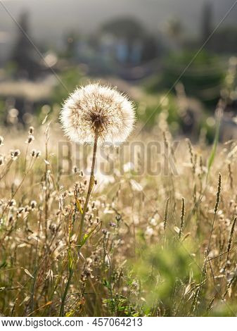 Selective Focus Of Dandelion Or Common Dandelion Flower (taraxacum Officinale) In Springtime At Suns