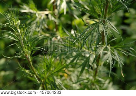 Bitter Wormwood Artemisia Absinthium Bush Grows In The Wild.