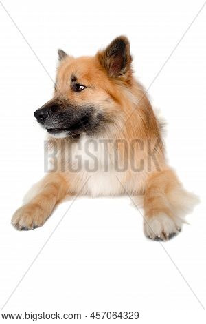 Happy Eurasier Dog Isolated On A White Background