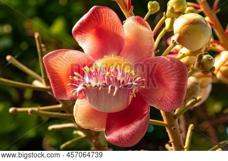 Close-up A Bunch Of Gorgeous Shorea Robusta Of Sal Flower Blossoming On The Tree.