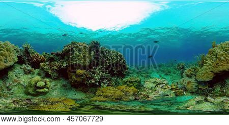 Coral Reef Fish Scene. Tropical Underwater Sea Fish. Colourful Tropical Coral Reef. Philippines. 360