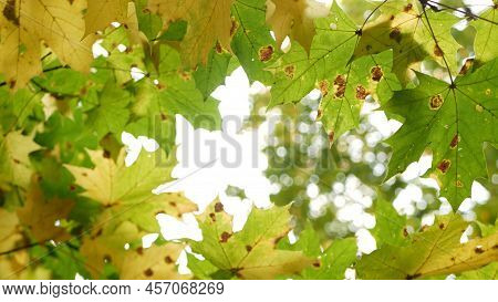 Yellow Autumn Maple Leaves Tree Branch. Golden Fall Leaf In Forest Or Woods. Grove Thicket Low Angle