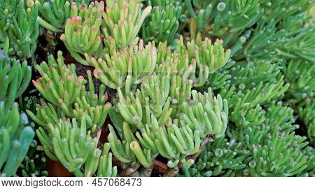 Beautiful Exotic Rare Crassula Ovata Gollum Finger Jade Plant From A Nursery Garden.