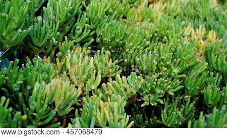 Beautiful Exotic Rare Crassula Ovata Gollum Finger Jade Plant From A Nursery Garden.