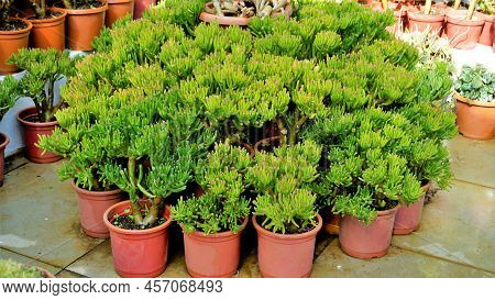 Beautiful Exotic Rare Crassula Ovata Gollum Finger Jade Plant From A Nursery Garden.