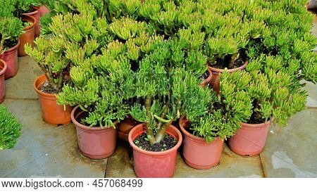 Beautiful Exotic Rare Crassula Ovata Gollum Finger Jade Plant From A Nursery Garden.