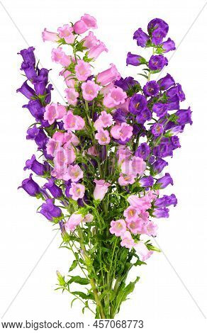 Campanula Medium Flowers Isolated On White Background. Bouquet Of Canterbury Bells Or Bell Flower