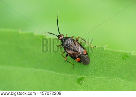 Closeup On A Red-spotted Plant Bug, Deraeocoris Ruber Sitting On A Green Leaf In The Garden