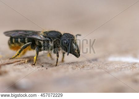 Detailed Closeup On A Female Large- Headed Armoured Resin Bee, Heriades Truncorum Sitting On A Piece